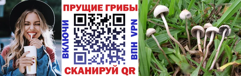 Псилоцибиновые грибы MAGIC MUSHROOMS дарк нет формула Южно-Сухокумск